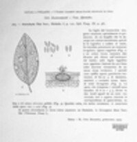 Ascochyta tini image